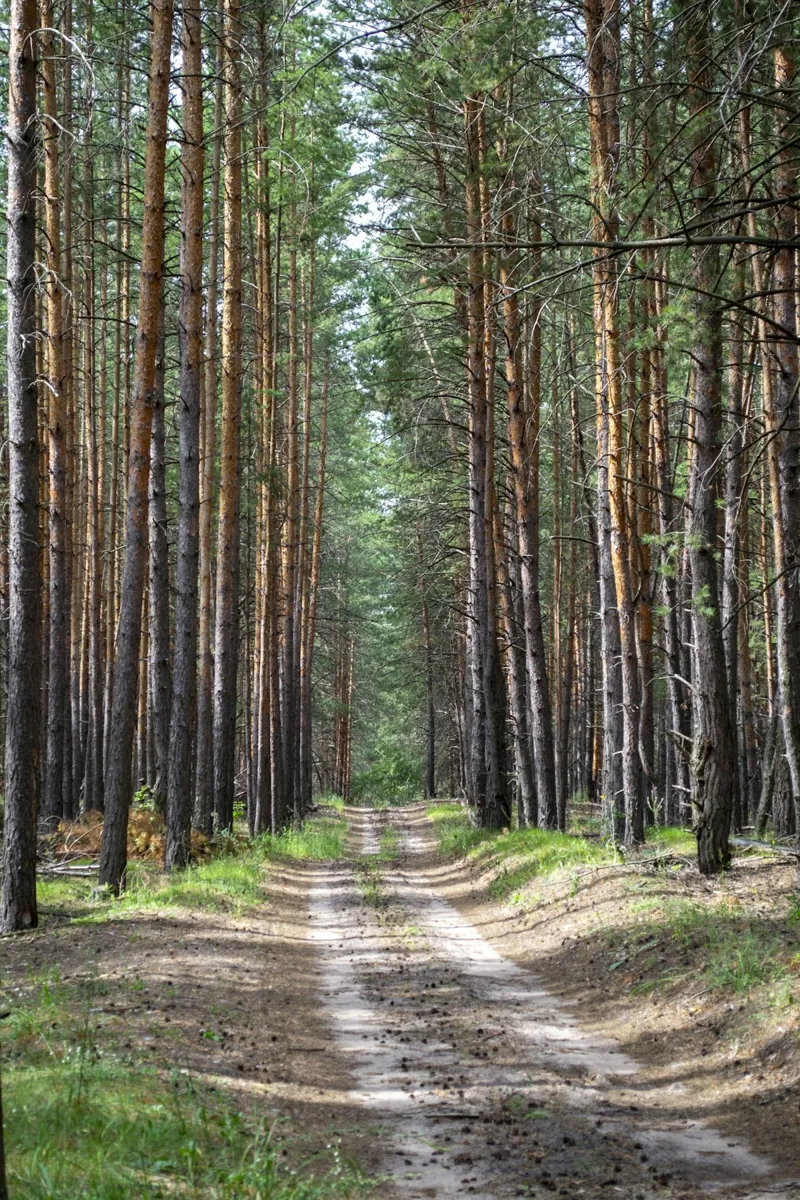 Sendero entre pinos en un bosque cultivado